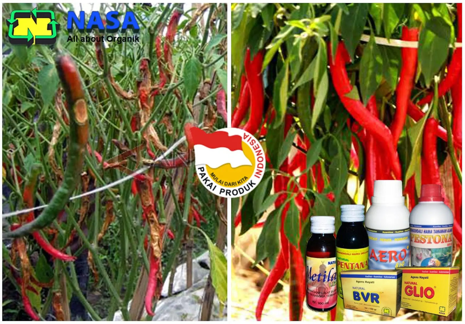 Mengenal Lebih Jauh Budidaya Cabe Organik NASA: Cara Mudah Mendapatkan Hasil yang Memuaskan