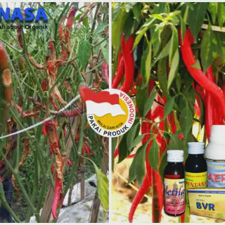 Mengenal Lebih Jauh Budidaya Cabe Organik NASA: Cara Mudah Mendapatkan Hasil yang Memuaskan