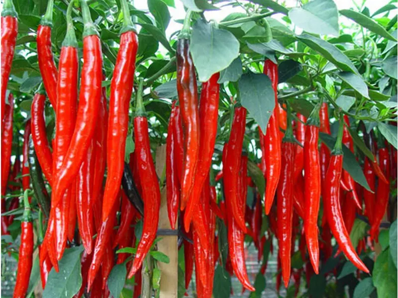 Rahasia Sukses Budidaya Cabe Paprika yang Perlu Kamu Tau