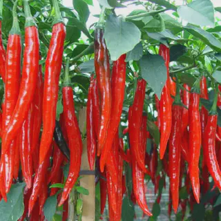 Rahasia Sukses Budidaya Cabe Paprika yang Perlu Kamu Tau