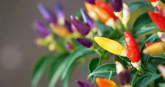 Mengenal Lebih Dekat tentang Budidaya Cabe Pelangi: Cara Menanam dan Merawat untuk Hasil Panen Maksimal