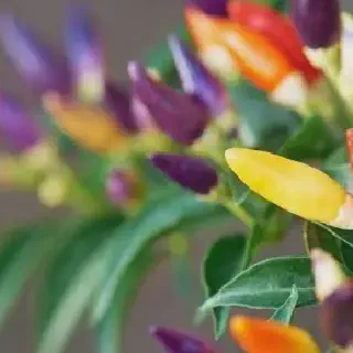 Mengenal Lebih Dekat tentang Budidaya Cabe Pelangi: Cara Menanam dan Merawat untuk Hasil Panen Maksimal