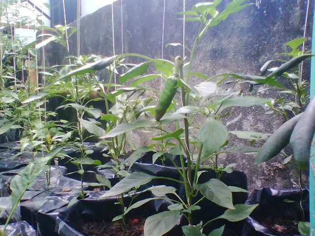 Budidaya Cabe Polybag: Panduan Lengkap dan Teknik Efektif