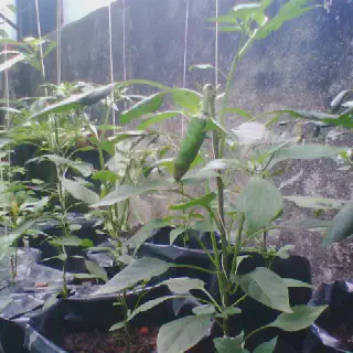 Budidaya Cabe Polybag: Panduan Lengkap dan Teknik Efektif