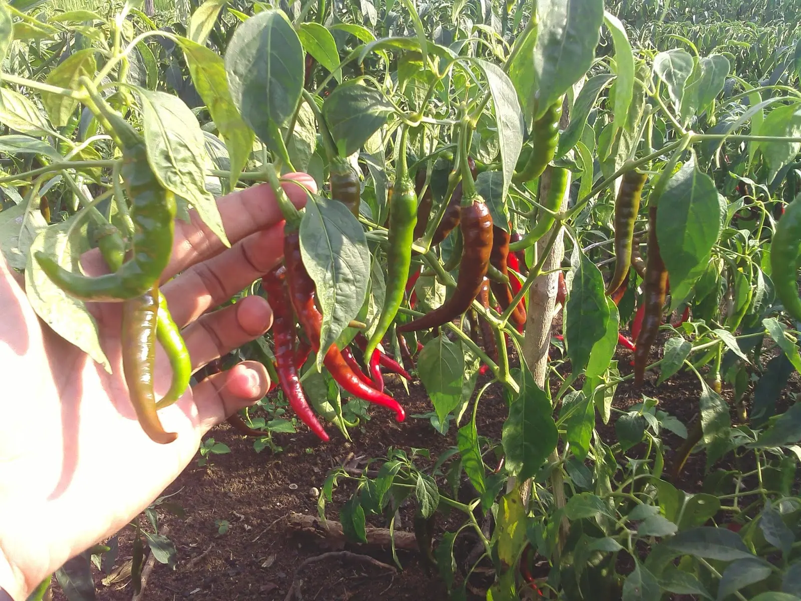 Manfaat dan Cara Budidaya Cabe Putih untuk Pemula