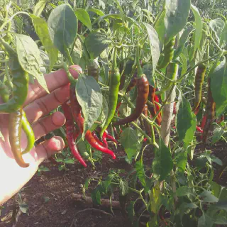 Manfaat dan Cara Budidaya Cabe Putih untuk Pemula