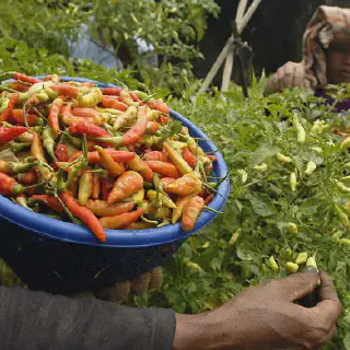 Budidaya Cabe Rawit di Lahan Sempit: Tips dan Trik Sukses untuk Pemula