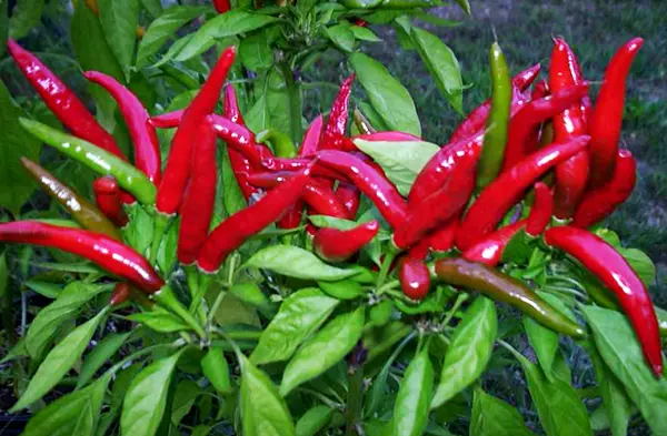 10 Tips Budidaya Cabe Rawit di Pekarangan Rumah yang Sukses