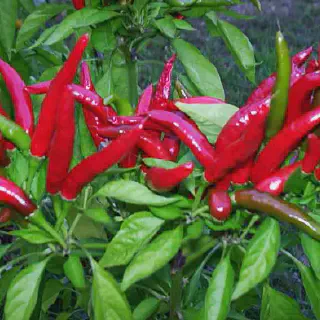 10 Tips Budidaya Cabe Rawit di Pekarangan Rumah yang Sukses