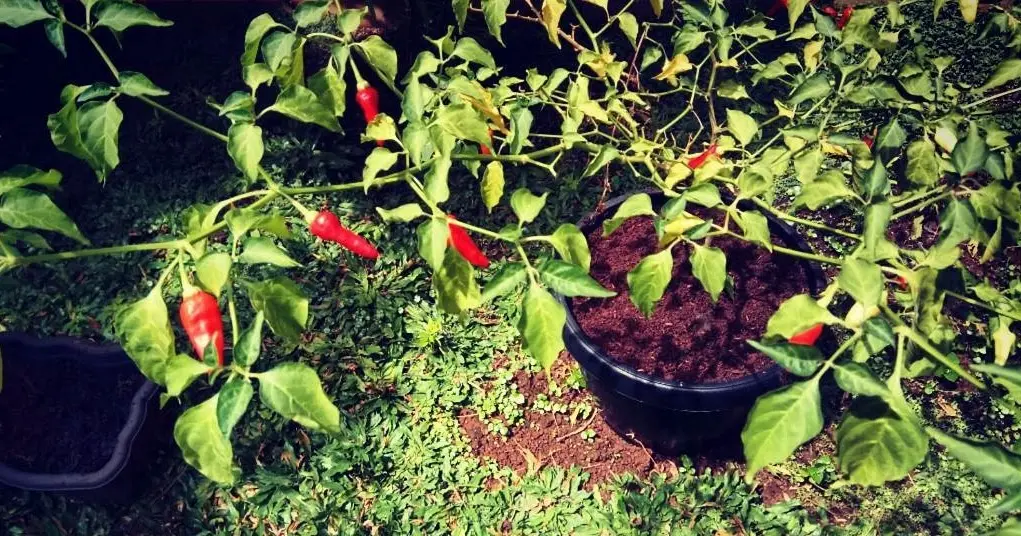 Budidaya Cabe Rawit di Pot: Cara Mudah Menanam Pedas Favorit Anda