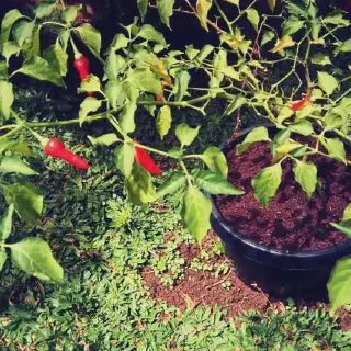 Budidaya Cabe Rawit di Pot: Cara Mudah Menanam Pedas Favorit Anda