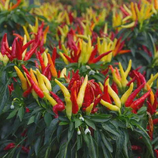 6 Langkah Mudah Budidaya Cabe Rawit di Rumah