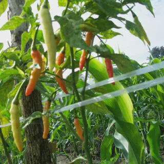 Budidaya Cabe Rawit Domba: Panduan Lengkap untuk Pemula