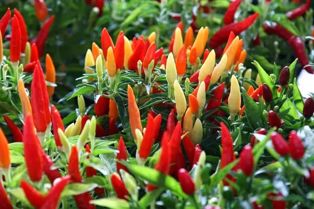 Cara Mudah Budidaya Cabe Rawit dan Panduan Unduh Gratis