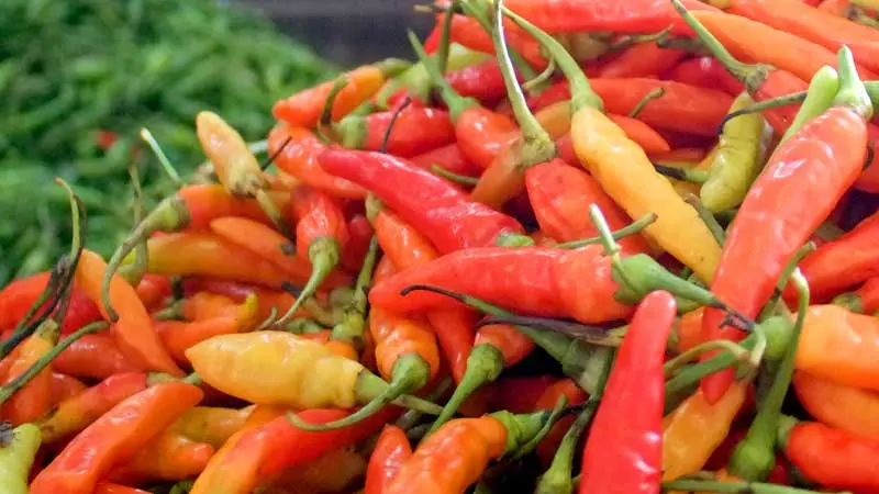 Cara Budidaya Cabe Rawit Merah: Panduan Lengkap untuk Pemula