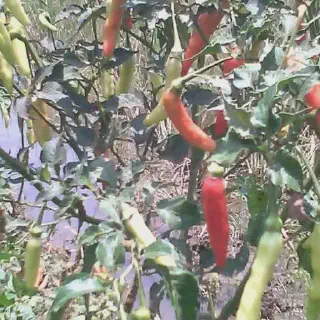 Budidaya Cabe Rawit Musim Kemarau: Tips dan Trik Agar Panen Melimpah