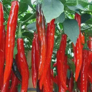 Cara Budidaya Cabe Rawit NASA: Tips dan Trik di Rumah