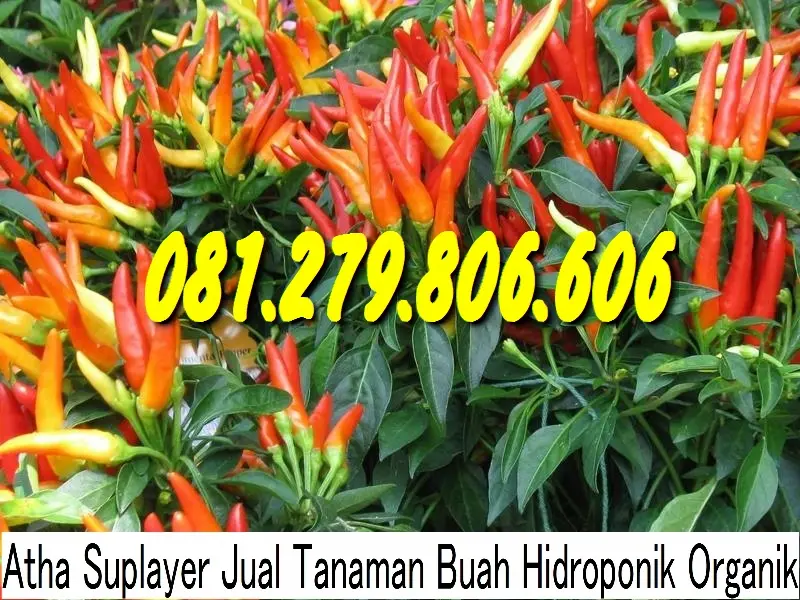 Budidaya Cabe Rawit Organik PDF: Panduan Lengkap Mulai dari Persiapan Tanam hingga Panen