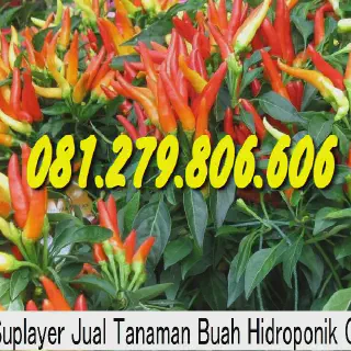 Budidaya Cabe Rawit Organik PDF: Panduan Lengkap Mulai dari Persiapan Tanam hingga Panen