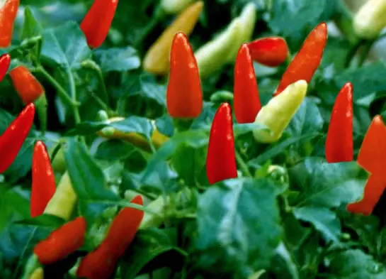 Budidaya Cabe Rawit Pelita F1: Panduan Lengkap untuk Pemula