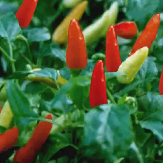 Budidaya Cabe Rawit Pelita F1: Panduan Lengkap untuk Pemula