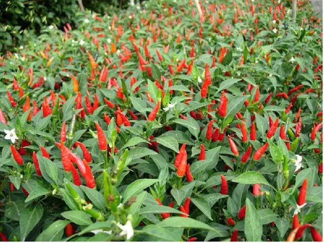 7 Tips Budidaya Cabe Rawit Pot yang Mudah dan Sukses