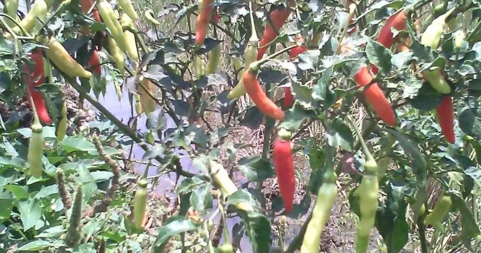 Budidaya Cabe Rawit Setan: Cara Mudah dan Tips Sukses Merawatnya