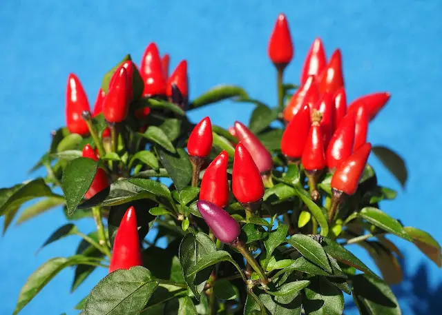 Budidaya Cabe Rawit Sonar F1: Cara Mudah Menanam Cabe Rawit Berkualitas Tinggi