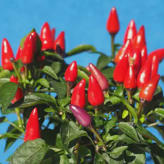 Budidaya Cabe Rawit Sonar F1: Cara Mudah Menanam Cabe Rawit Berkualitas Tinggi