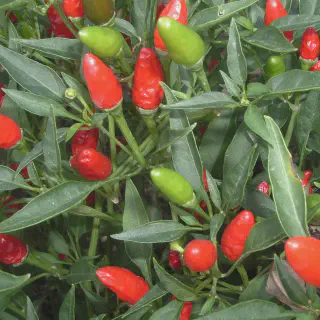 Budidaya Cabe Rawit Sonar: Panduan Lengkap dan Tips Berhasil