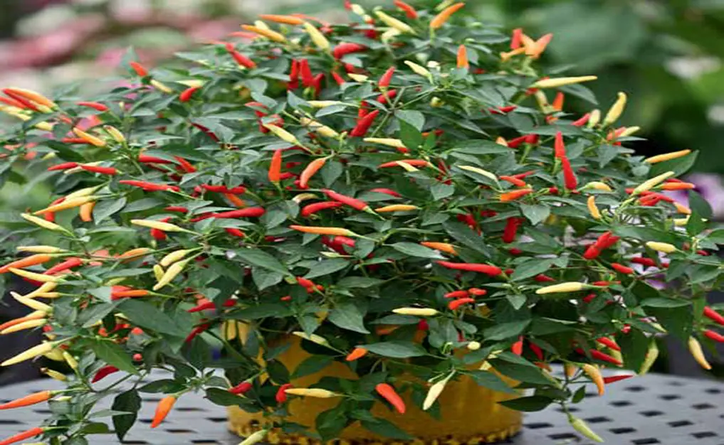 Rahasia Sukses Budidaya Cabe Rawit dengan Teknik Terbaik