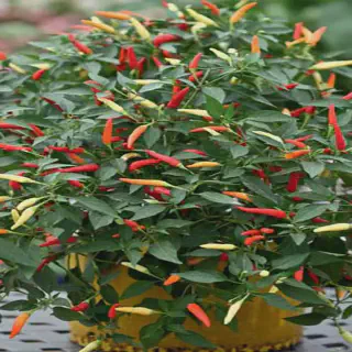 Rahasia Sukses Budidaya Cabe Rawit dengan Teknik Terbaik