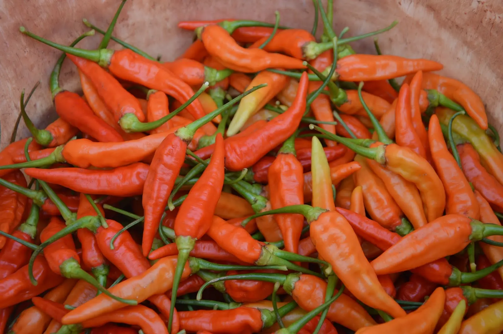 Budidaya Cabe Setan: Cara Menanam, Merawat dan Memanen Cabe Pedas Ini