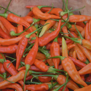 Budidaya Cabe Setan: Cara Menanam, Merawat dan Memanen Cabe Pedas Ini