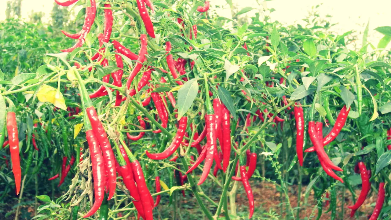 Menjadi Petani Sukses di Era Modern dengan Budidaya Cabe Teropong yang Tepat