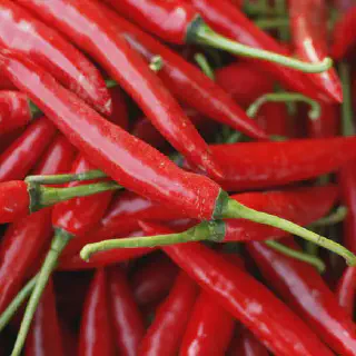 Budidaya Cabe Yosi: Panduan Lengkap untuk Pemula