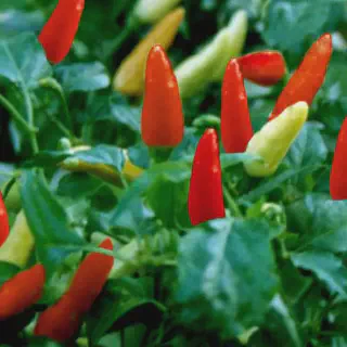 Budidaya Cabe Youtube: Produk Unggulan untuk Menumbuhkan Cabai yang Menguntungkan