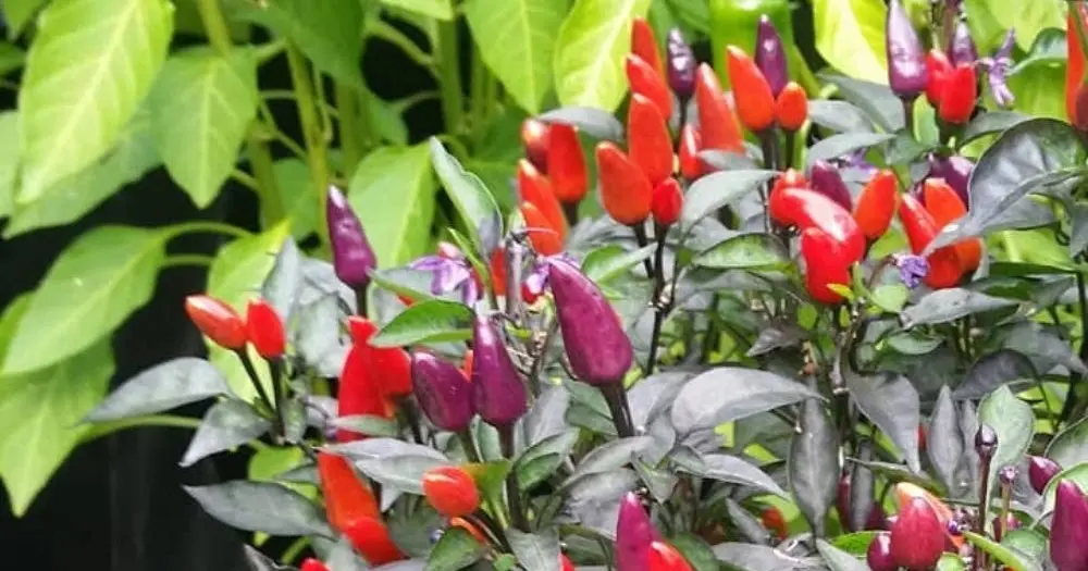 Cara Budidaya Cabe Cakra: Panduan Mudah untuk Pemula