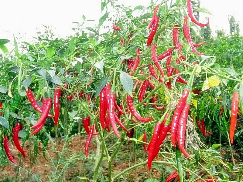 Cara Budidaya Cabe dari Biji yang Mudah dan Sukses