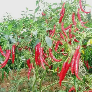 Cara Budidaya Cabe dari Biji yang Mudah dan Sukses