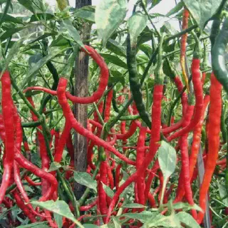 Cara Budidaya Cabe di Jepang: Tips Sukses dalam Menanam dan Merawat