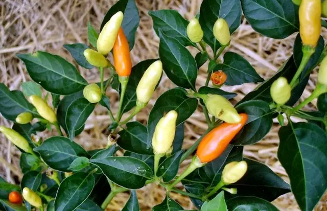 Cara Budidaya Cabe Imperial 10: Tips dan Trik Agar Panen Melimpah