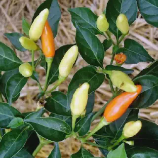 Cara Budidaya Cabe Imperial 10: Tips dan Trik Agar Panen Melimpah