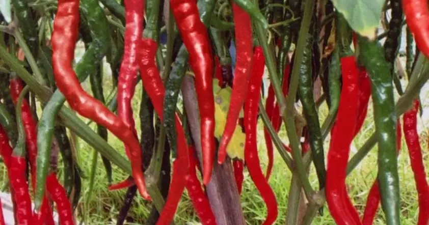 Cara Budidaya Cabe Jamu Madura: Panduan Lengkap untuk Pemula