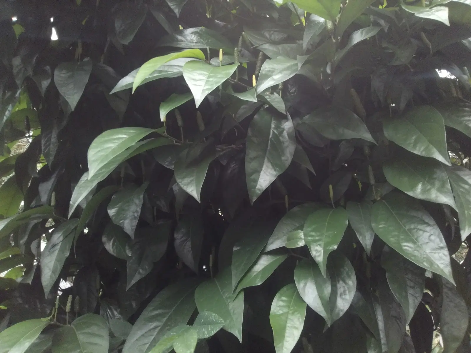 Cara Budidaya Cabe Jamu yang Mudah dan Berhasil