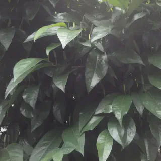 Cara Budidaya Cabe Jamu yang Mudah dan Berhasil