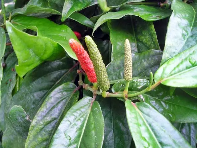 Cara Budidaya Cabe Jawa dengan Mudah dan Efektif