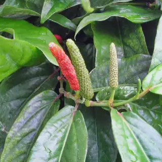 Cara Budidaya Cabe Jawa dengan Mudah dan Efektif