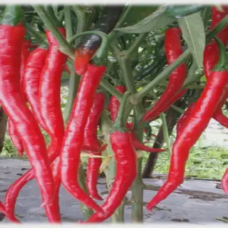 Cara Mudah Menanam Cabe Kecil di Rumah