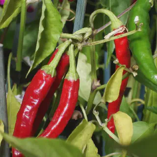 Cara Budidaya Cabe Merah dengan Mudah: Panduan Lengkap untuk Pemula